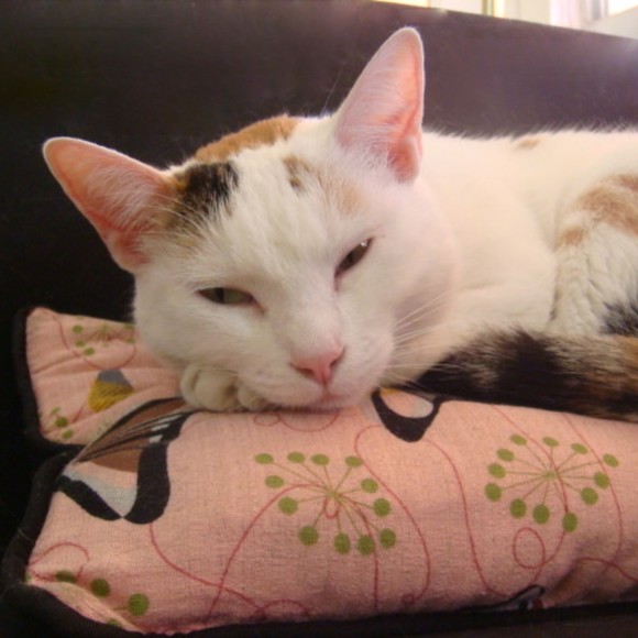 Meet your Posher, Siena - Picture 1 of 1